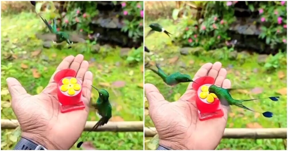 Редкий вид колибри из Перу
Редкий вид колибри из Перу