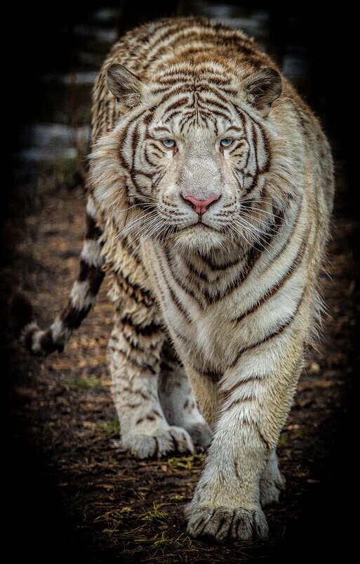 
        Мир&nbsp;животных-5    