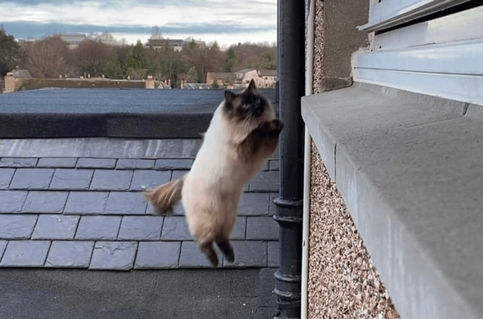 
        30&nbsp;фото котов, глядя на&nbsp;которые можно прожить понедельник с&nbsp;улыбкой    