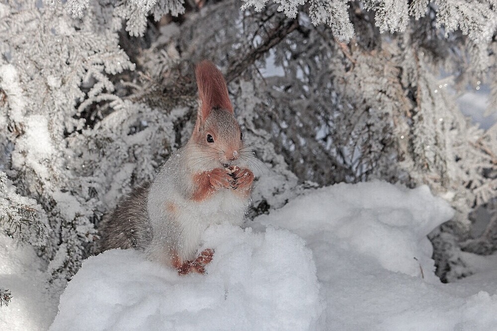 
        Мир&nbsp;животных-4    