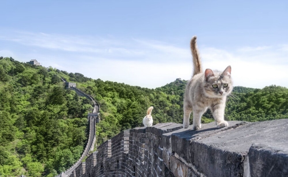 
        Пушистые обитатели Великой Китайской стены    