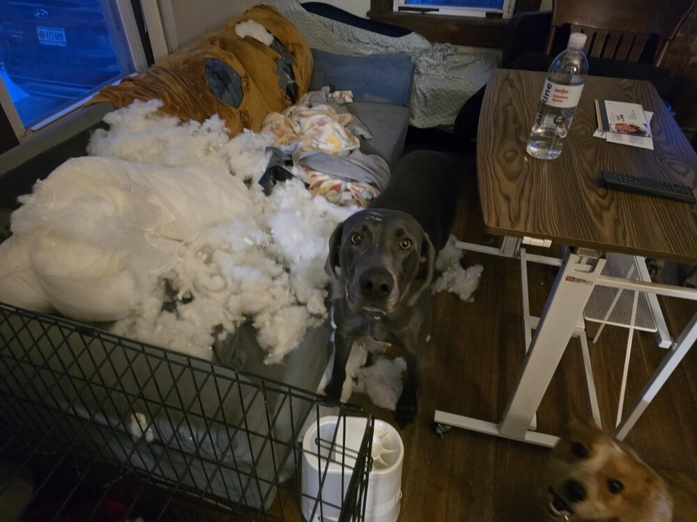 30 порций радости, которую пёсели способны подарить, просто делая свои собачьи дела
30 порций радости, которую пёсели способны подарить, просто делая свои собачьи дела