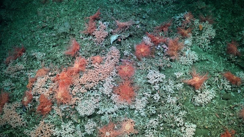 
        Ученые сняли на&nbsp;видео гигантскую призрачную медузу    