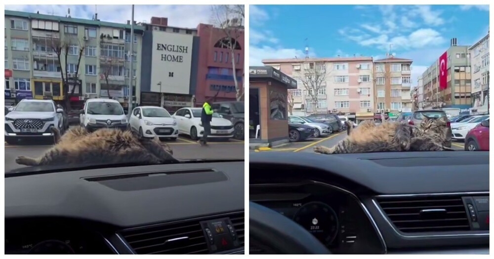Кот заснул на капоте автомобиля жителя Турции
Кот заснул на капоте автомобиля жителя Турции