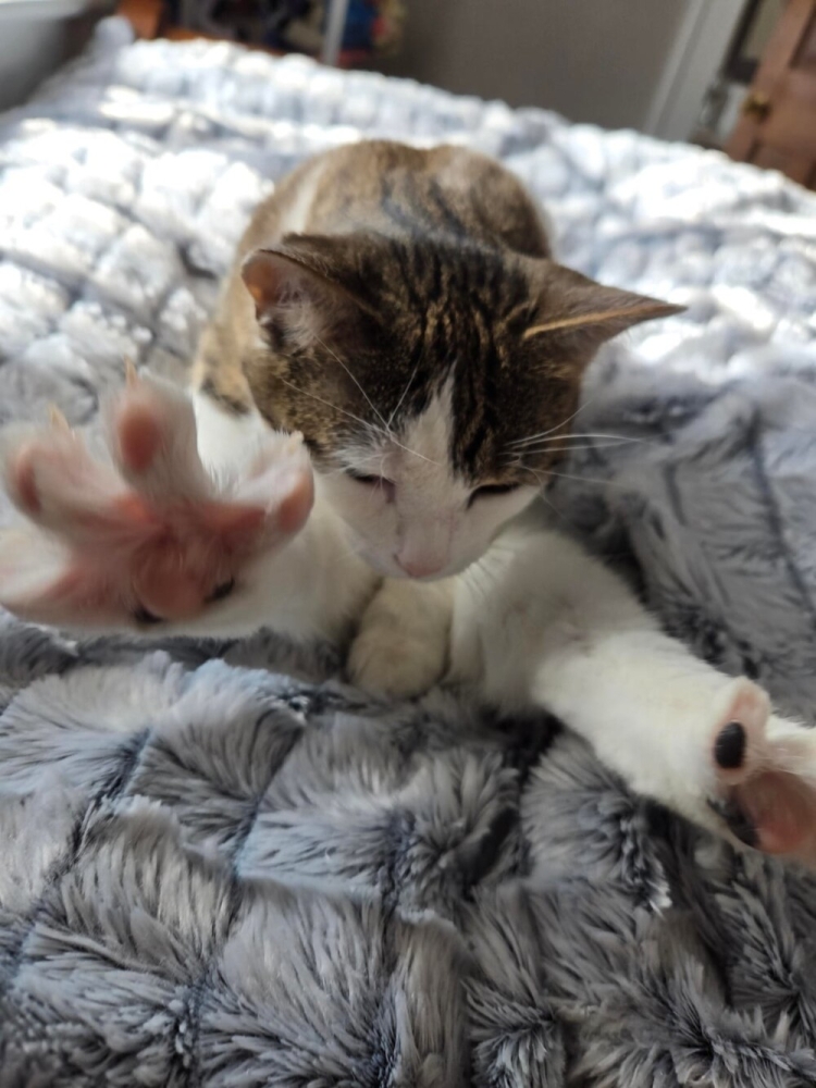 
        30&nbsp;фото котов, глядя на&nbsp;которые можно прожить понедельник с&nbsp;улыбкой    