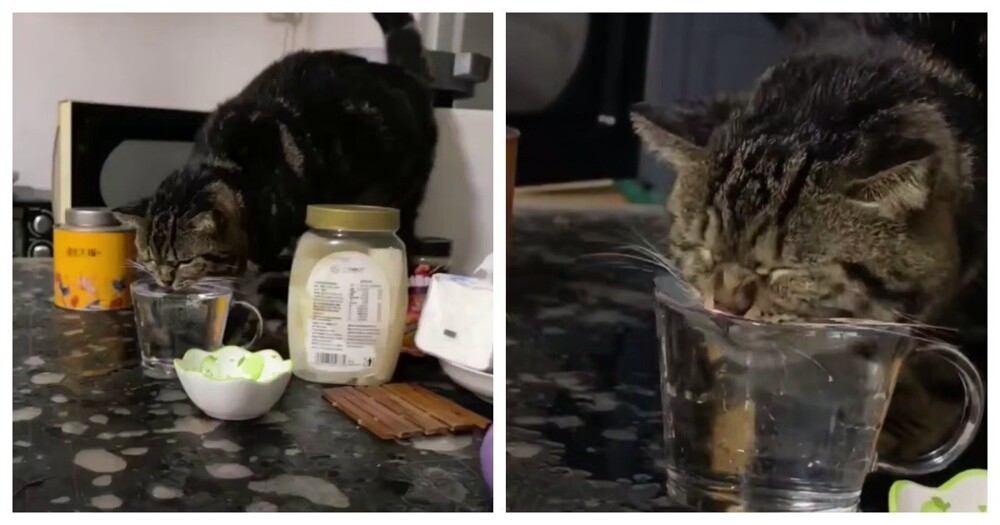 
        Коту не&nbsp;показали, как&nbsp;правильно пить воду    