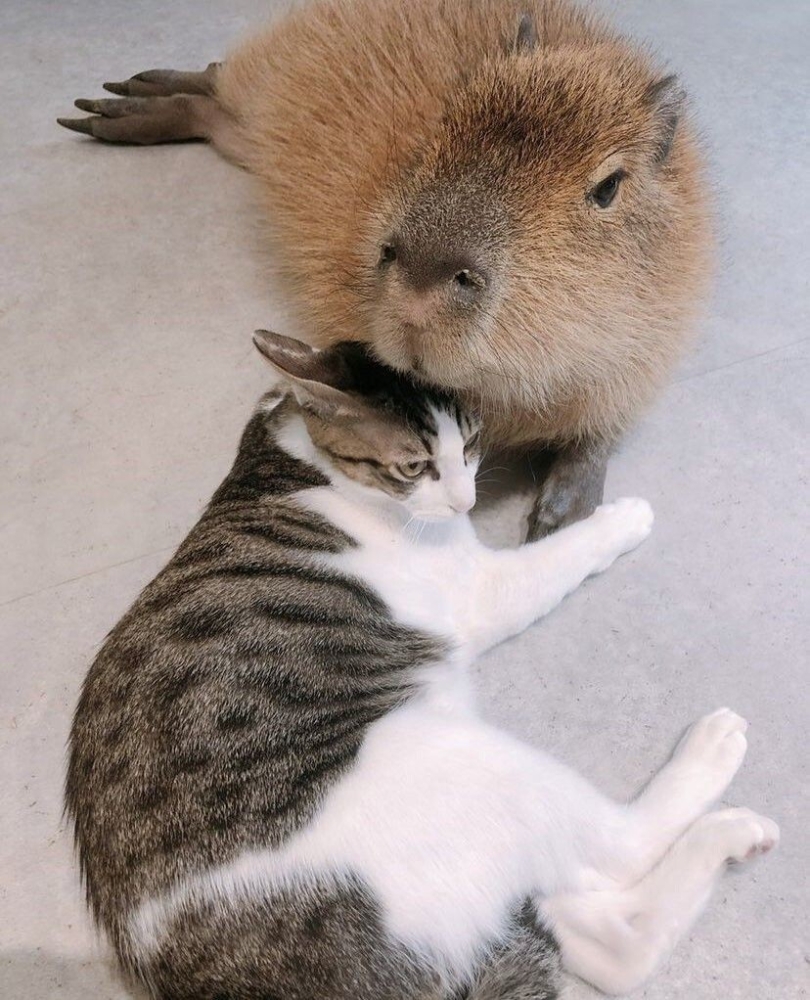 
        27&nbsp;примеров невероятной дружбы животных, от&nbsp;которой мир&nbsp;становится добрее    