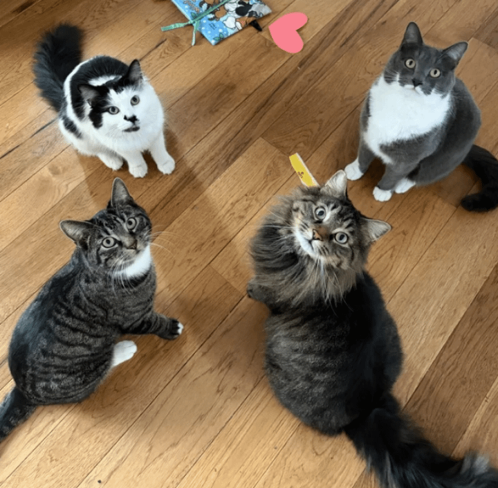 
        30&nbsp;фото котов, глядя на&nbsp;которые можно прожить понедельник с&nbsp;улыбкой    