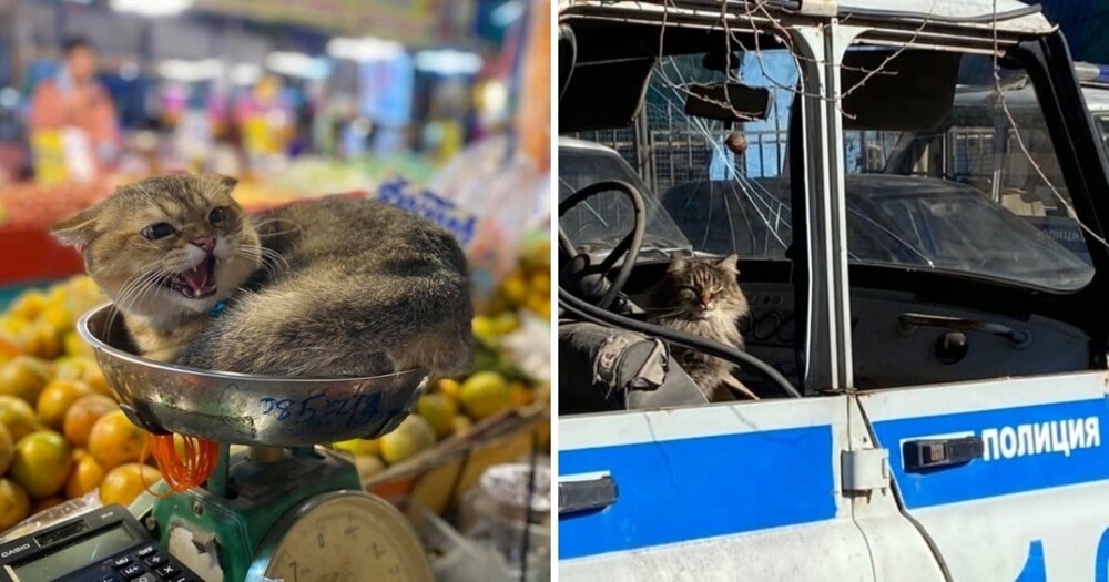 
        17&nbsp;фото, которые доказывают, что&nbsp;коты способны проникнуть куда угодно    