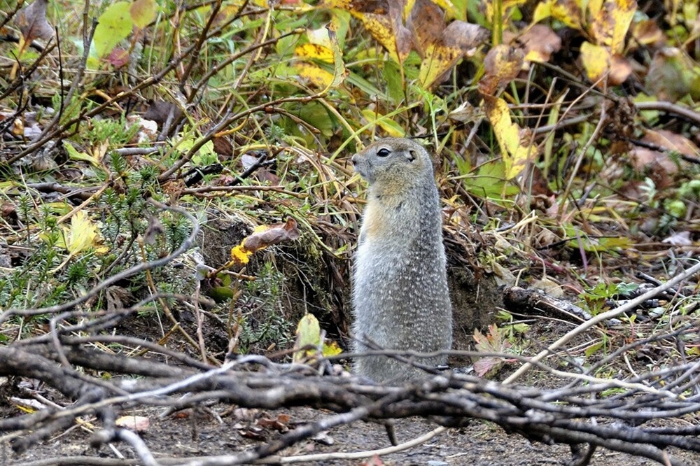 
        Мир&nbsp;животных-6    