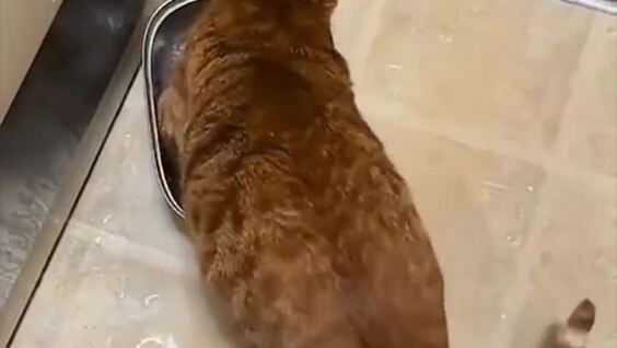 
        Рыжий кот, воспитанный енотами    