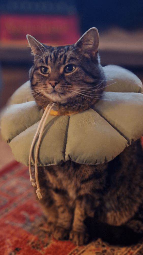 
        20&nbsp;снимков, на&nbsp;которых котики отжигают по&nbsp;полной    