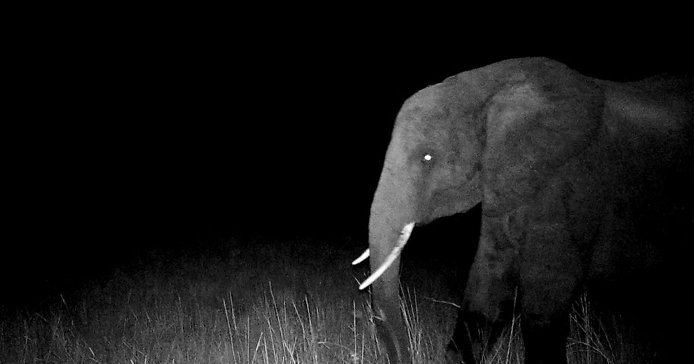 
        Слоны-призраки: белоснежные, странные и&nbsp;очень редкие    