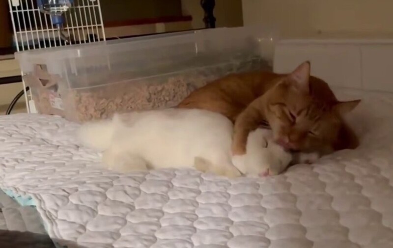 Кролик и кот доминируют друг над другом
Кролик и кот доминируют друг над другом