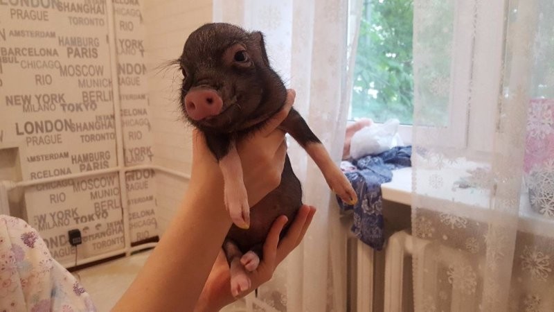 
        24&nbsp;примера милоты, дарящей позитив и&nbsp;чистое тихое счастье    