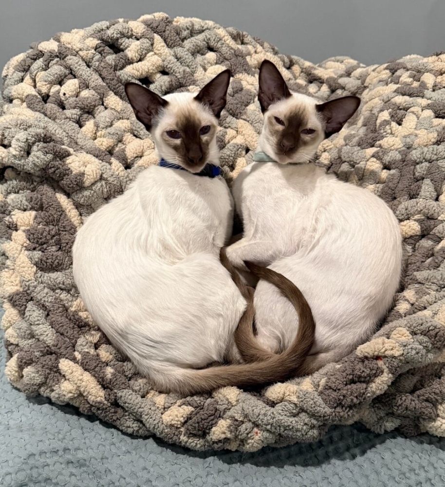 
        30&nbsp;фото котов, глядя на&nbsp;которые можно прожить понедельник с&nbsp;улыбкой    