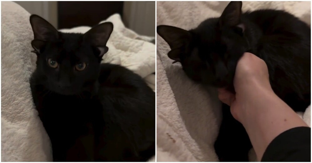 Кот с четырьмя ушками
Кот с четырьмя ушками