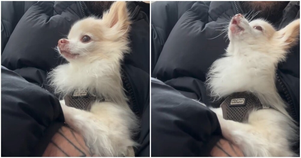 
        Пробник волка    