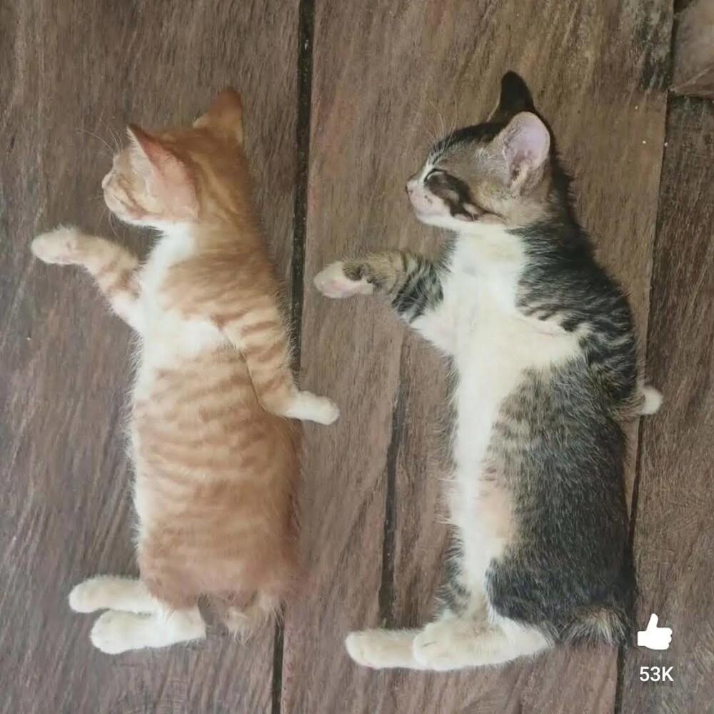 
        24&nbsp;примера милоты, дарящей позитив и&nbsp;чистое тихое счастье    