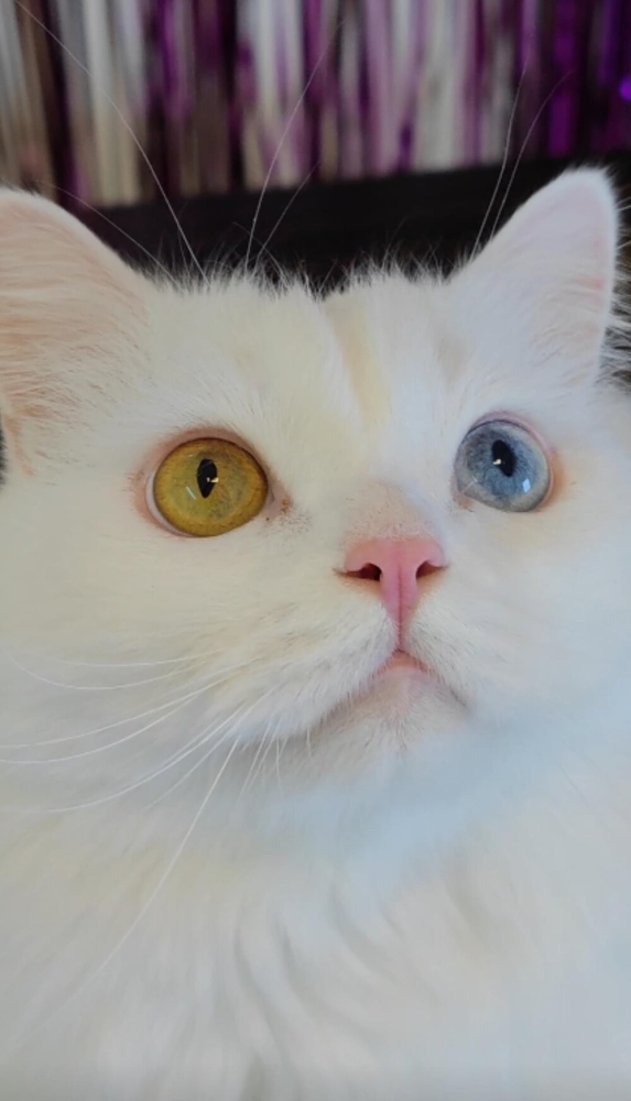 
        20&nbsp;снимков, на&nbsp;которых котики отжигают по&nbsp;полной    