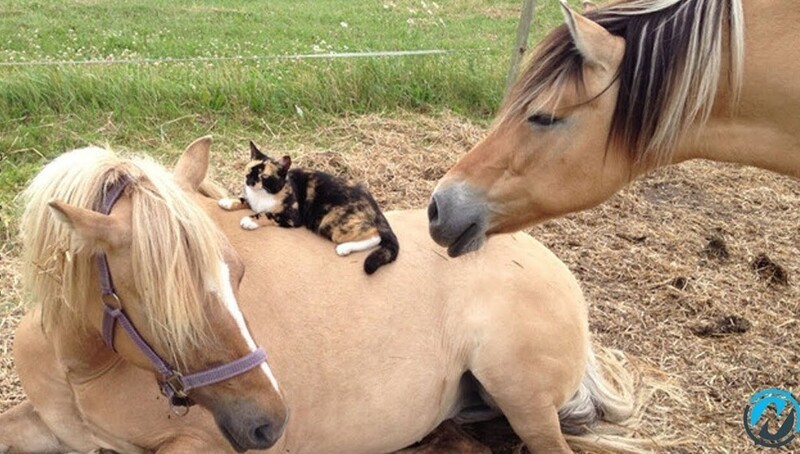 
        27&nbsp;примеров невероятной дружбы животных, от&nbsp;которой мир&nbsp;становится добрее    