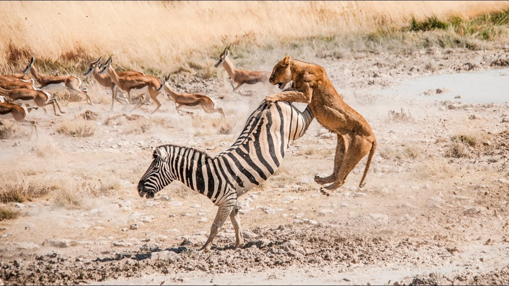 
        Зебры: не&nbsp;бегут от&nbsp;льва, а&nbsp;дают бой!    