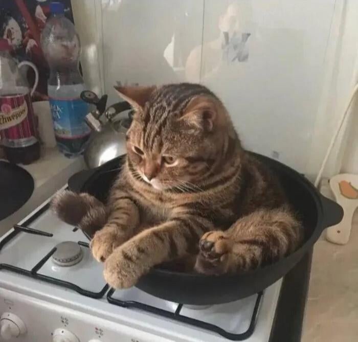 
        30&nbsp;фото котов, глядя на&nbsp;которые можно прожить понедельник с&nbsp;улыбкой    