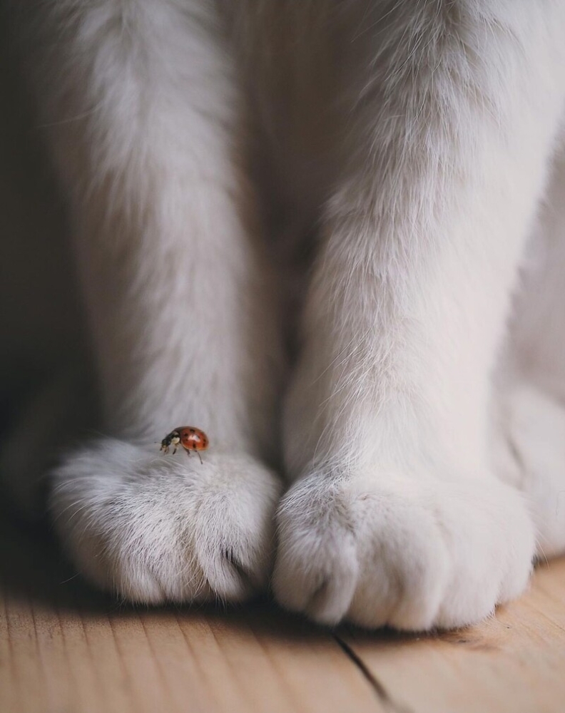 23 крупных плана уличных котов, которые доказывают, что пушистые главные на районе и в жизни
23 крупных плана уличных котов, которые доказывают, что пушистые главные на районе и в жизни