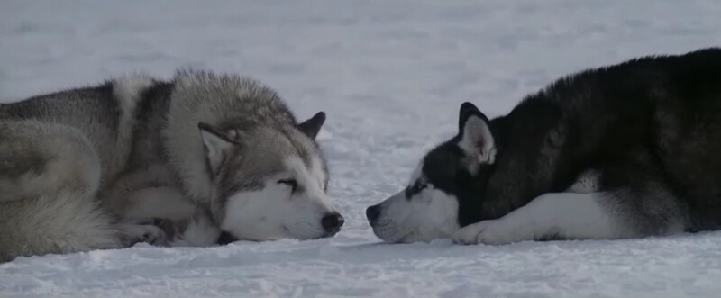 
        Антарктическая одиссея двух хаски: как&nbsp;Таро и&nbsp;Дзиро победили Антарктиду    