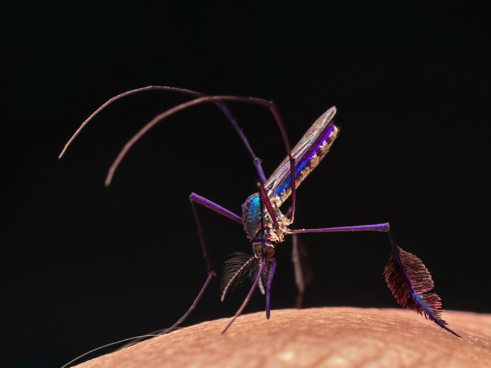 
        Сабетес: этот род&nbsp;комаров решил выглядеть потрясающе, но&nbsp;зачем?    