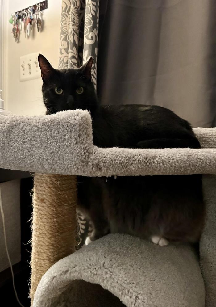 Перспектива любит и умеет нас мастерски троллить