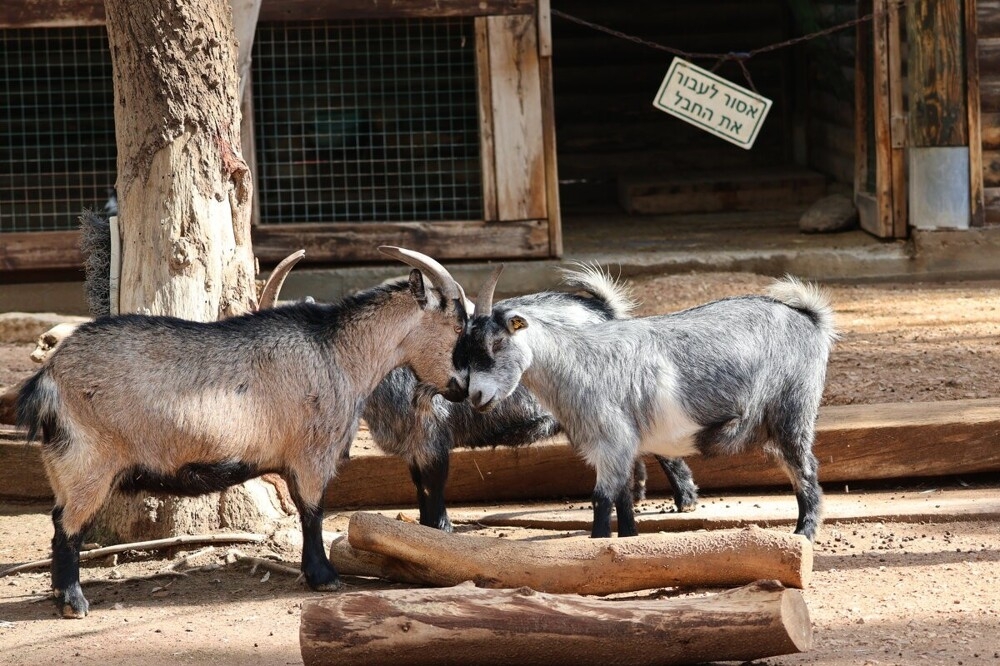 
        Мир&nbsp;животных-1    