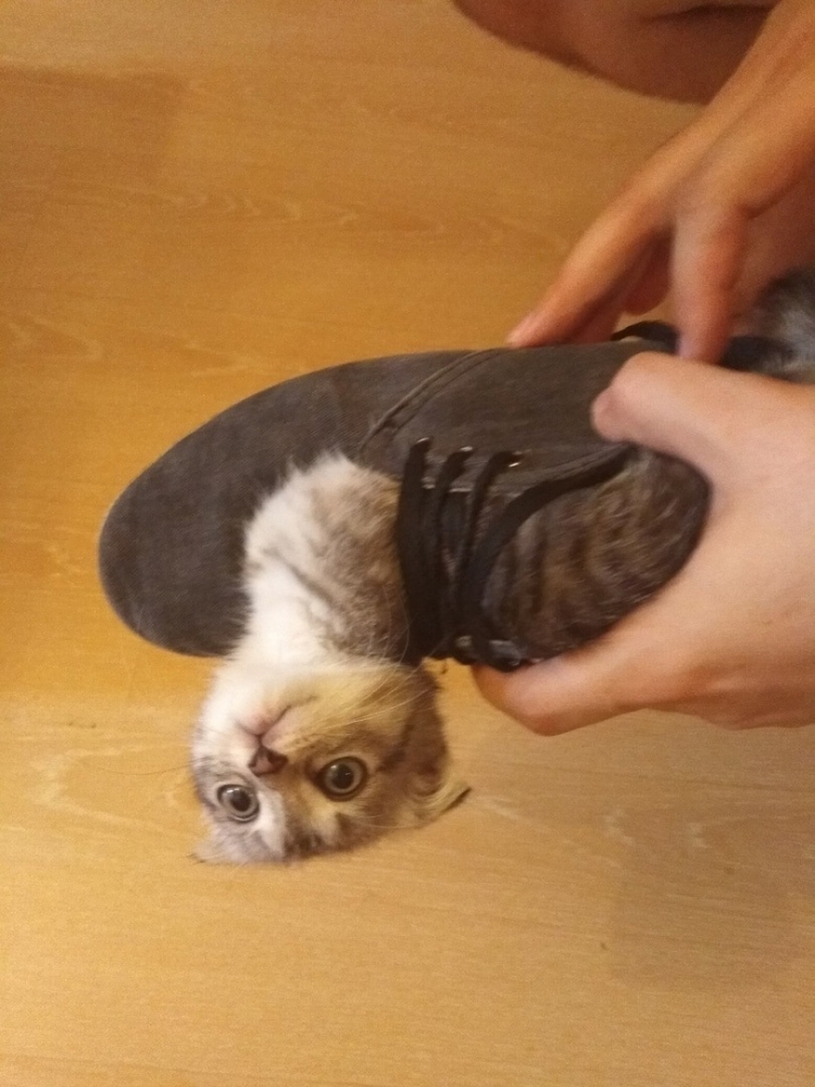 
        17&nbsp;фото, которые доказывают, что&nbsp;коты способны проникнуть куда угодно    