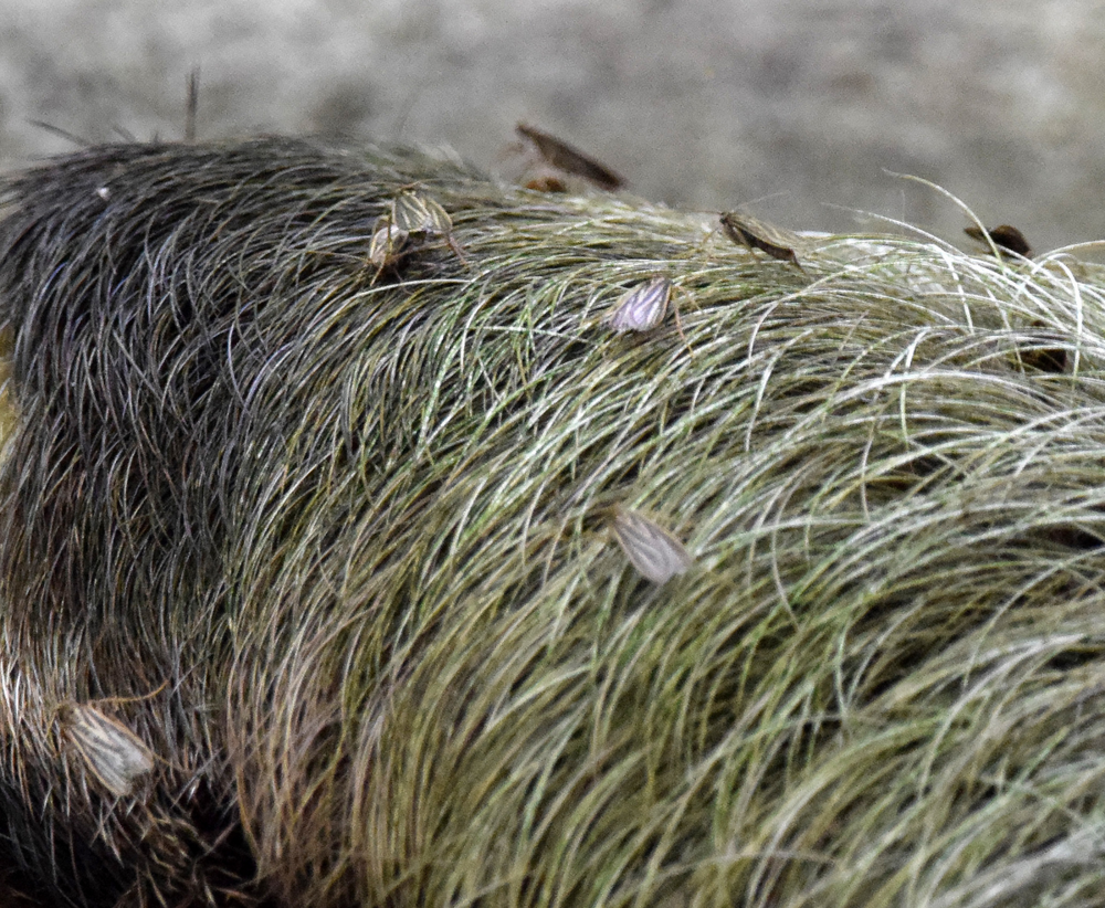 
        Трёхпалый ленивец: вы&nbsp;удивитесь, как&nbsp;много жизни копошится внутри его&nbsp;шерсти    