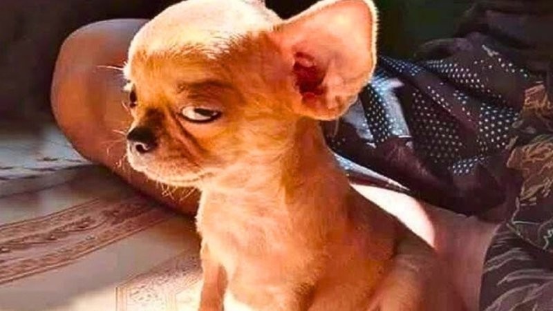 
        25&nbsp;умилительных сцен из&nbsp;жизни пёселей, демонстрирующих их&nbsp;мастерство импровизации    