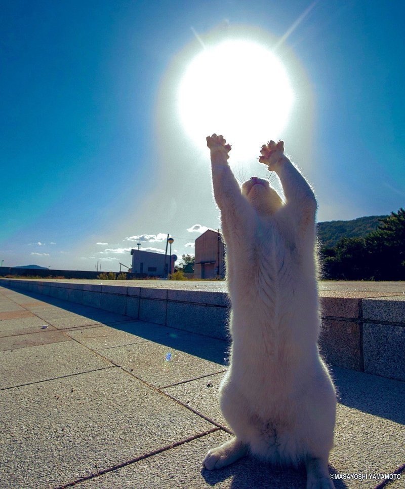 23 крупных плана уличных котов, которые доказывают, что пушистые главные на районе и в жизни
23 крупных плана уличных котов, которые доказывают, что пушистые главные на районе и в жизни