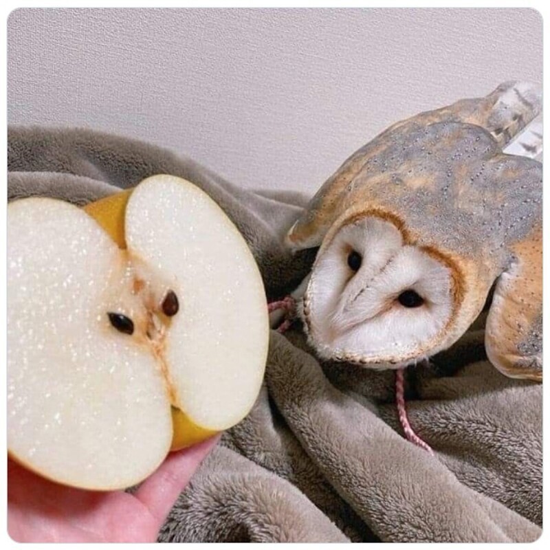 
        20&nbsp;фото животных, которые одновременно умиляют и&nbsp;пугают    