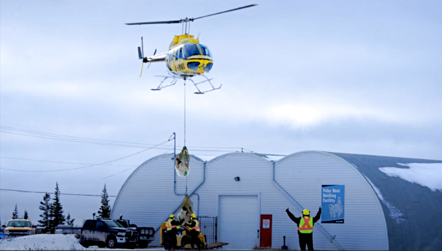 
        Где&nbsp;находится единственная в&nbsp;мире тюрьма для&nbsp;белых медведей?    