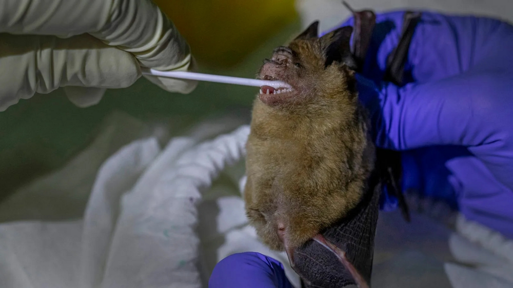 Почему животные не заражаются человеческими болезнями и наоборот?
Почему животные не заражаются человеческими болезнями и наоборот?