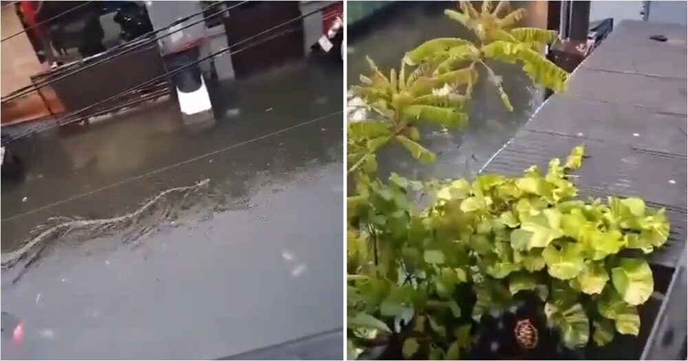 Питоны захватили улицы Бали с приходом сезона дождей
Питоны захватили улицы Бали с приходом сезона дождей