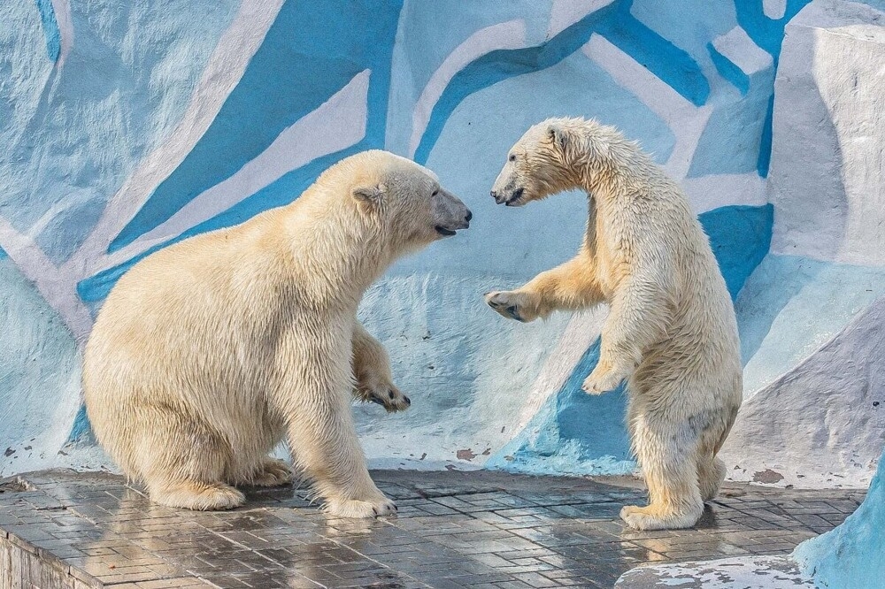 
        Мир&nbsp;животных-6    