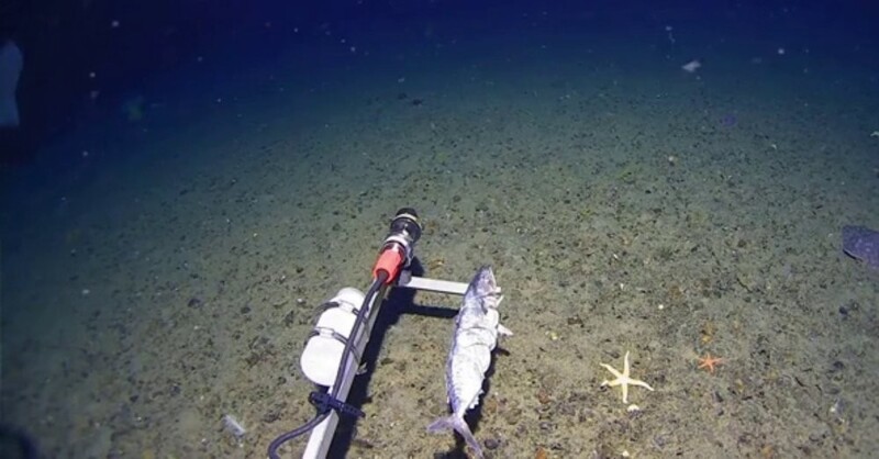 
        Учёные впервые зафиксировали акулу в&nbsp;водах Антарктики    
