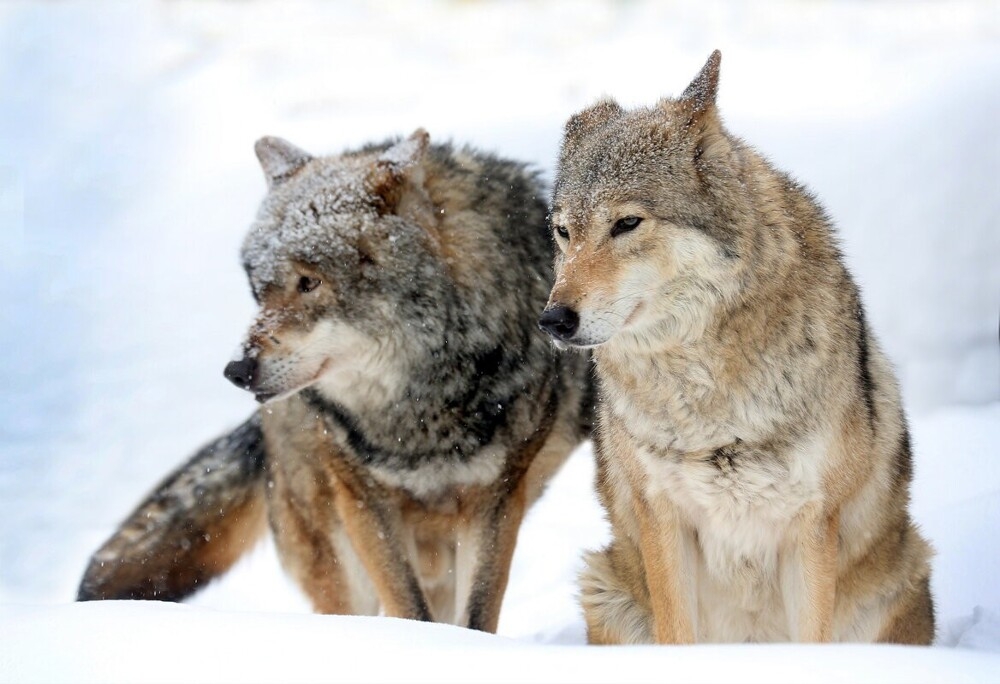 
        Мир&nbsp;животных-6    