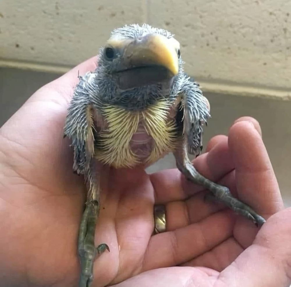 Топ-5 самых странных птенцов в мире
Топ-5 самых странных птенцов в мире