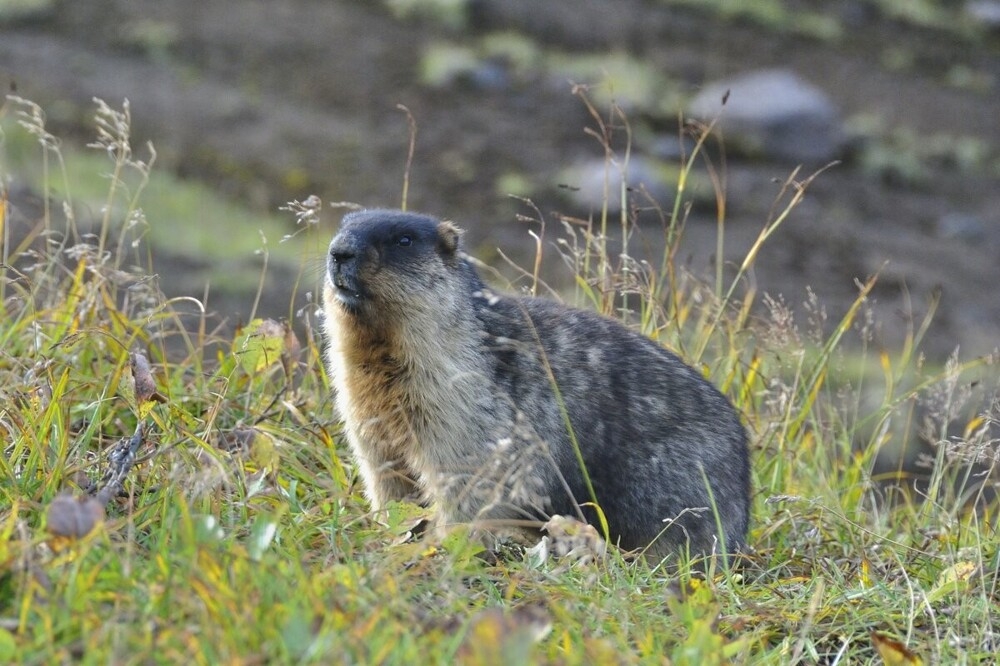 
        Мир&nbsp;животных-5    