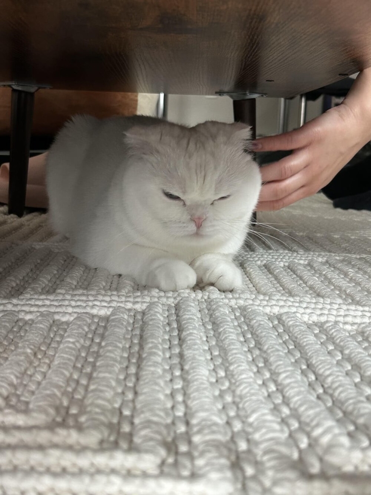 
        30&nbsp;фото котов, глядя на&nbsp;которые можно прожить понедельник с&nbsp;улыбкой    