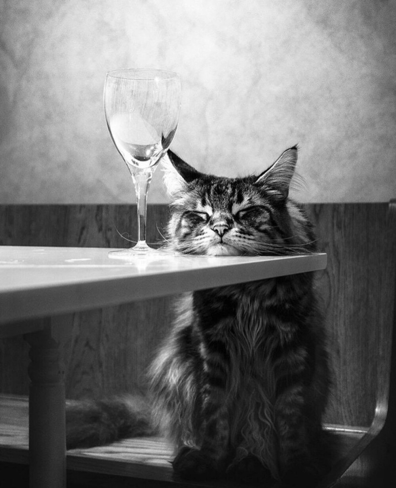 23 крупных плана уличных котов, которые доказывают, что пушистые главные на районе и в жизни
23 крупных плана уличных котов, которые доказывают, что пушистые главные на районе и в жизни