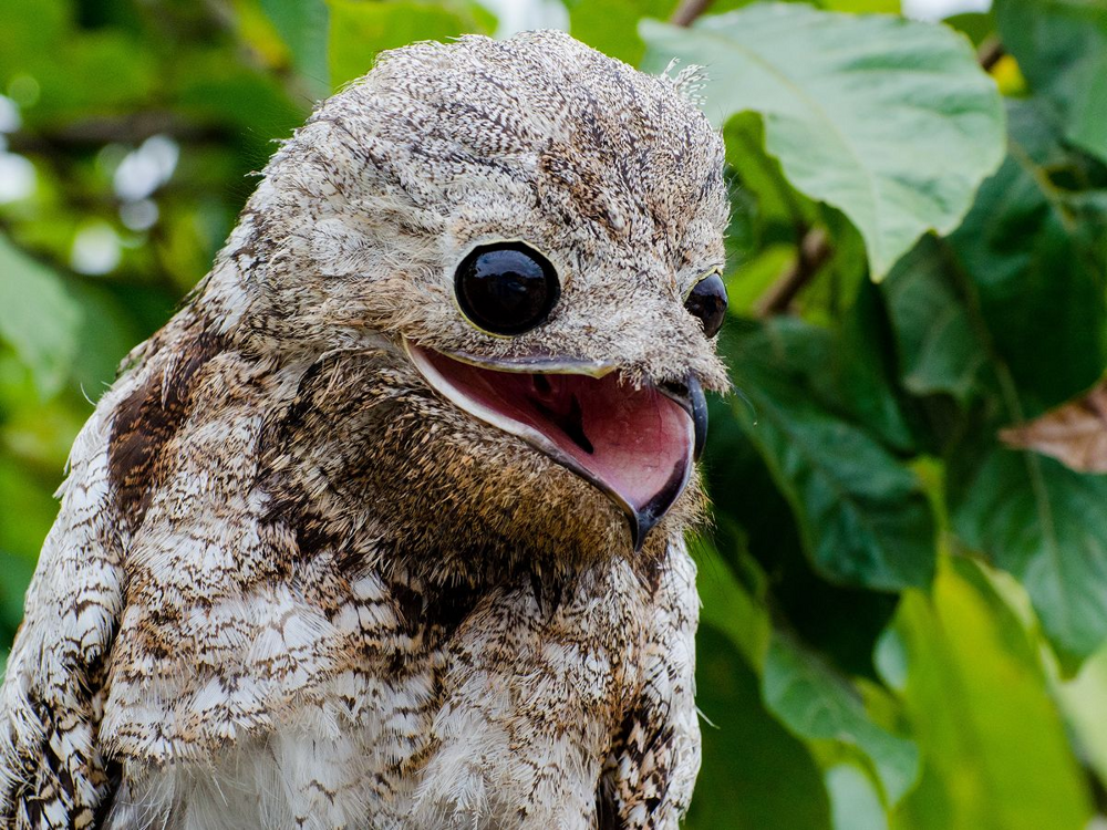 Исполинский козодой: сначала он пугает до мурашек, потом в него влюбляешься
Исполинский козодой: сначала он пугает до мурашек, потом в него влюбляешься