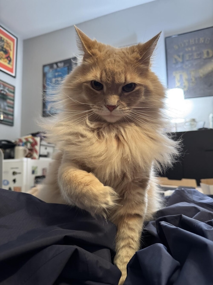 
        30&nbsp;фото котов, глядя на&nbsp;которые можно прожить понедельник с&nbsp;улыбкой    