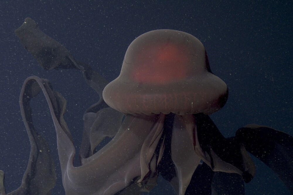 
        Медуза-фантом &mdash; 10-метровый призрак Мирового океана    